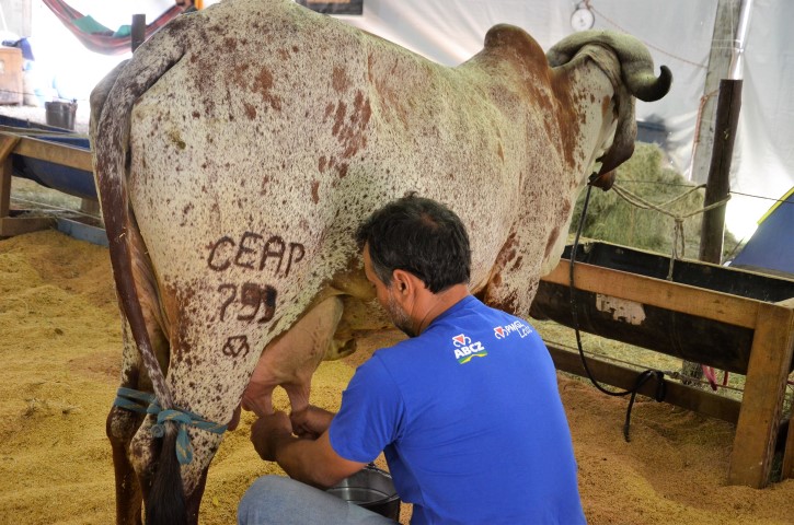 expoagrotorneioleiteiro05 Small