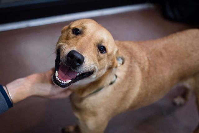 cachorro sorriso adocao 02